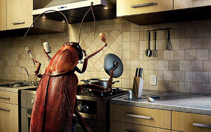 Nigerian Cockroach Takes Over House